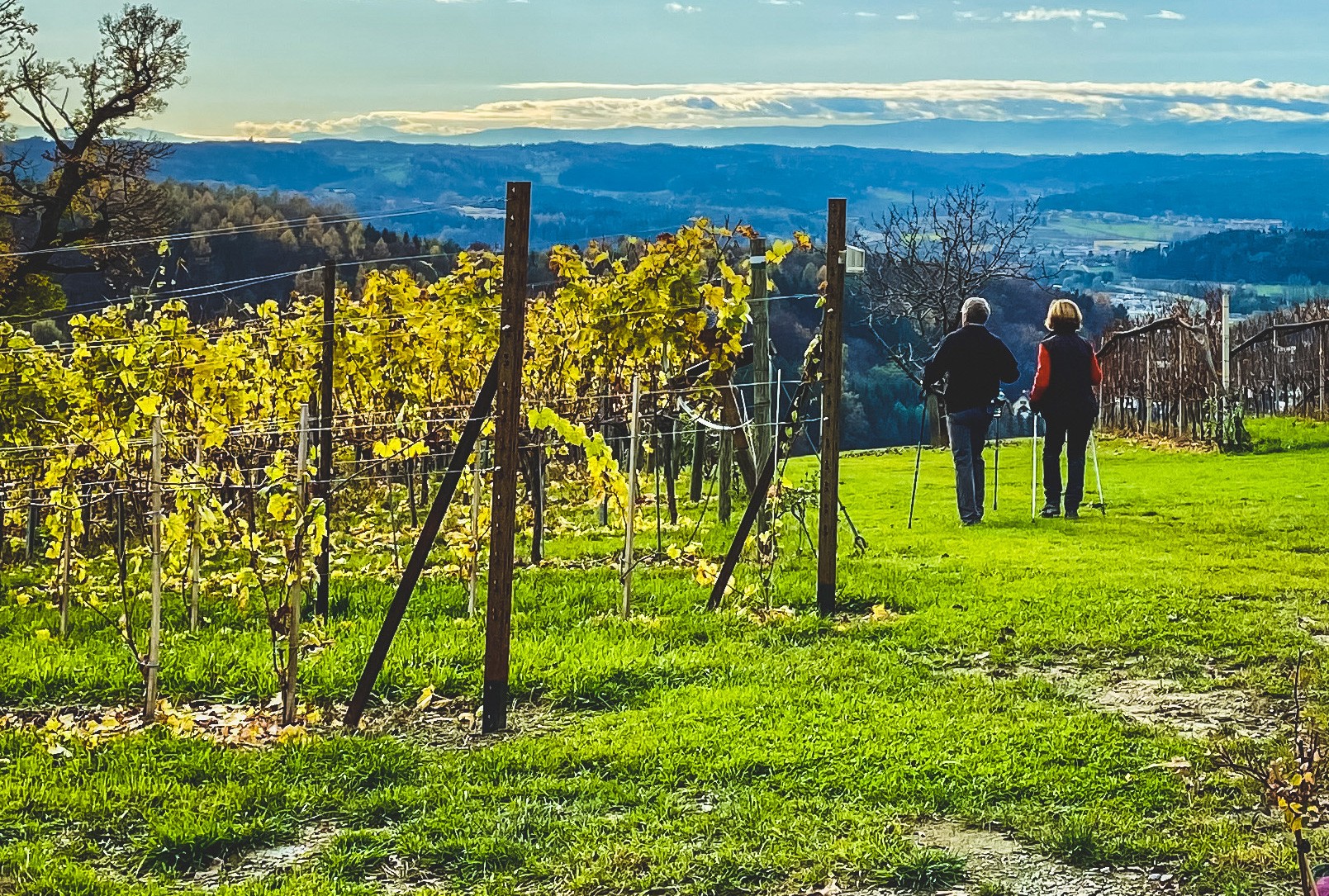 Wandern in den Weinbergen